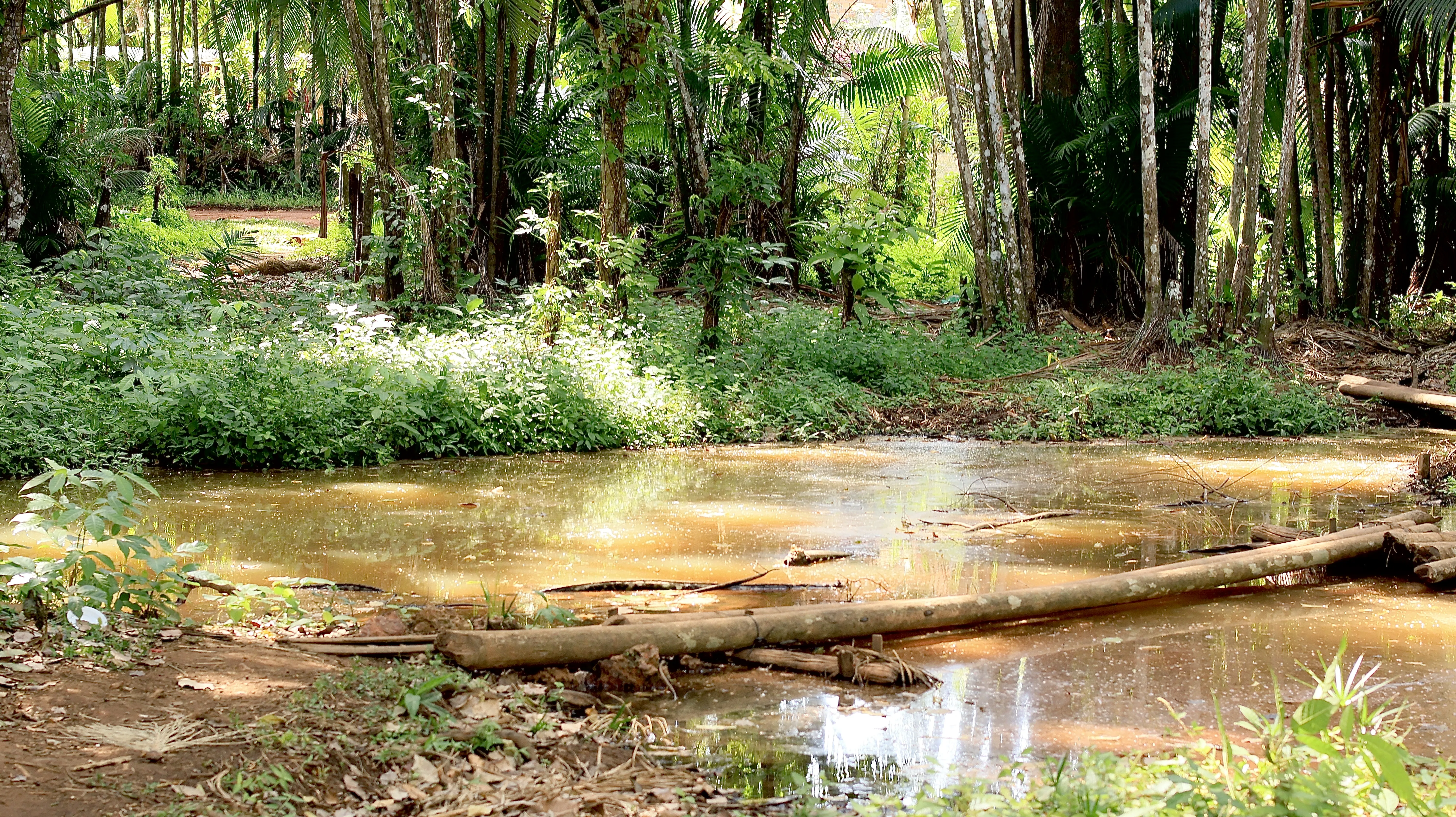 Rio da Passagem e Bosque Ecológico da Escola Cesco, no território do Maracanã, zona rural de São Luís, no Maranhão.