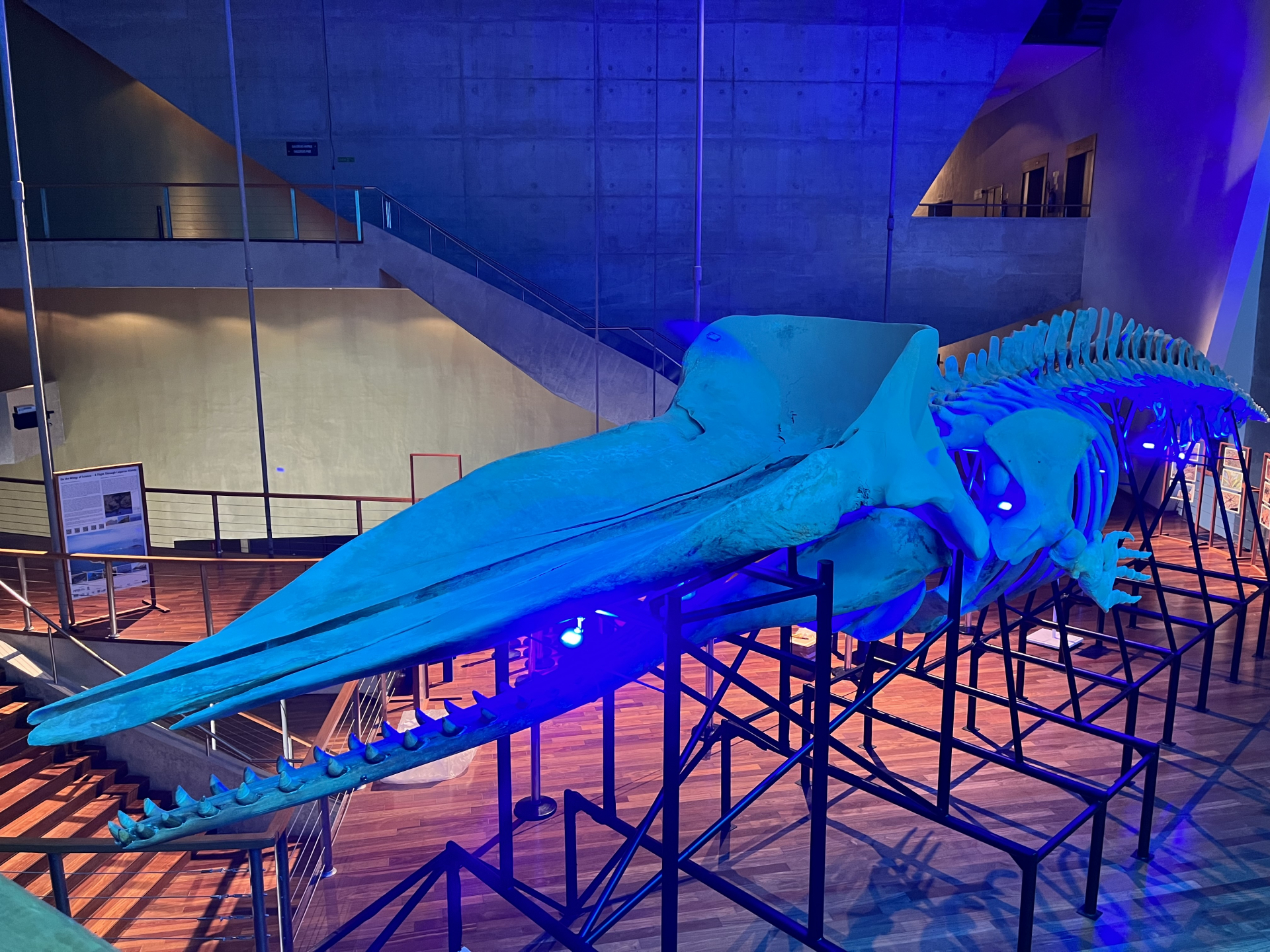 Esqueleto doado ao Museu Nacional já se encontra em exposição na Cidade das Artes (RJ).