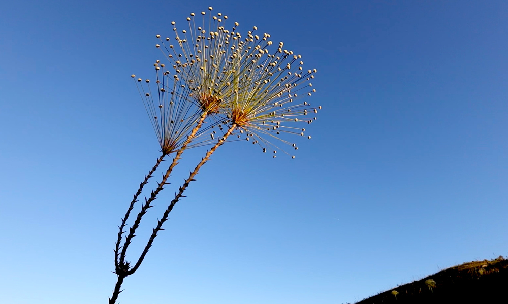 Uma planta de caules compridos e ponta com diversas ramificações finas e compridas está em primeiro plano. Ao fundo, um céu azul.