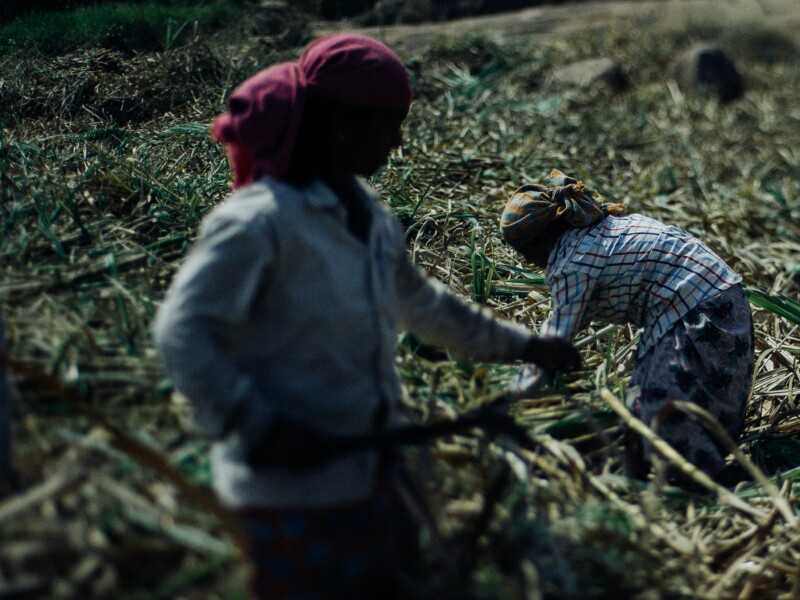 Duas mulheres trabalham na coleita em um local com plantas verdes.