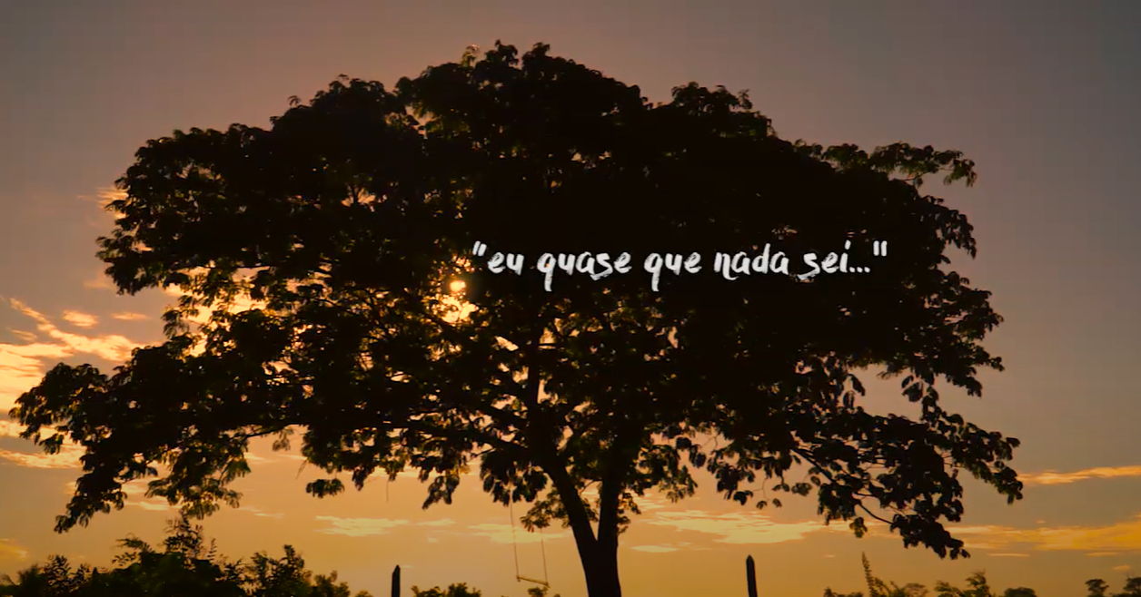 A silhueta de uma árvore aparece em primeiro plano, com o nome do programa escrito em branco sobre ela. Ao fundo, um céu amarelado, sugerindo que o sol está nascendo ou se pondo.