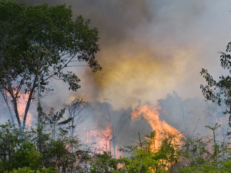 Imagem de várias árvores, uma floresta como um todo, pegando fogo. A fumaça já cobriu mais de 70% da imagem
