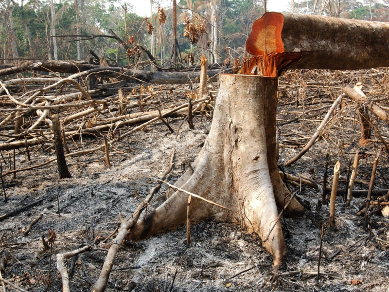 Imagem de um desmatamento. Há árvores cortadas e troncos caídos pelo chão coberto de cinzas