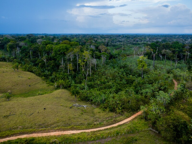Imagem aérea da floresta amazônica