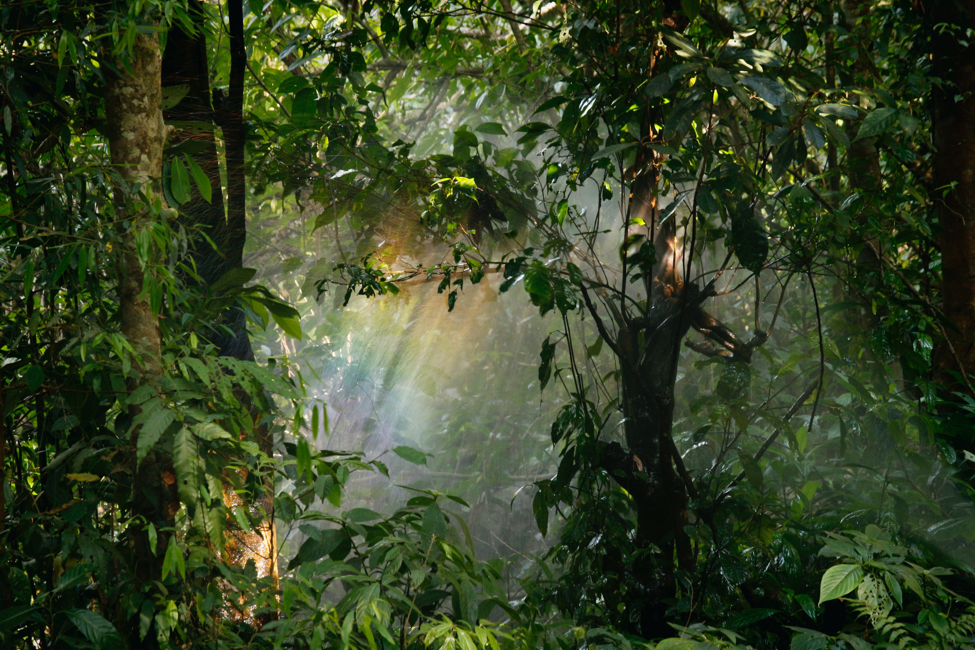 Uma floresta, com raios de sol passando entre as folhas.