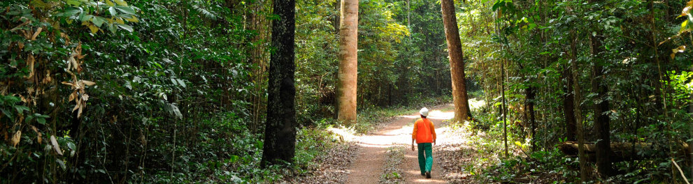 homem caminhando pela floresta em um caminho cercado de árvores altas