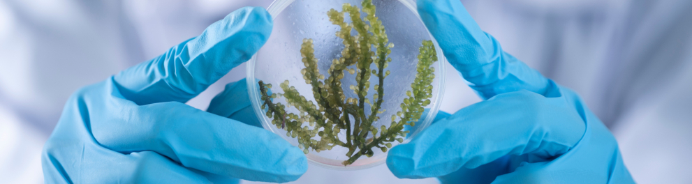 Duas mãos com luvas azuis seguram uma bola transparente em que uma pequena planta vede está.