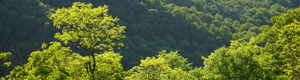 Floresta