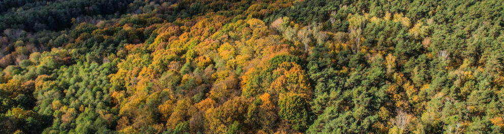 Imagem de uma floresta