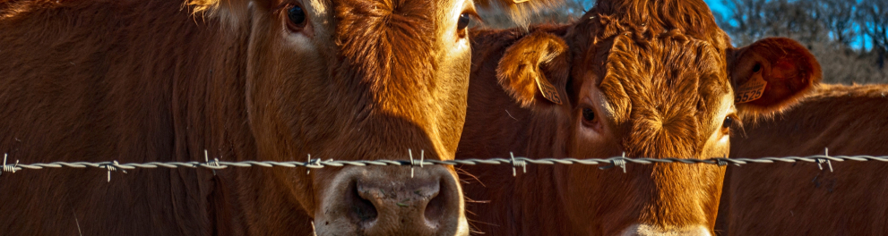 Duas vacas marrons estão atrás de uma cerca de arame farpado.