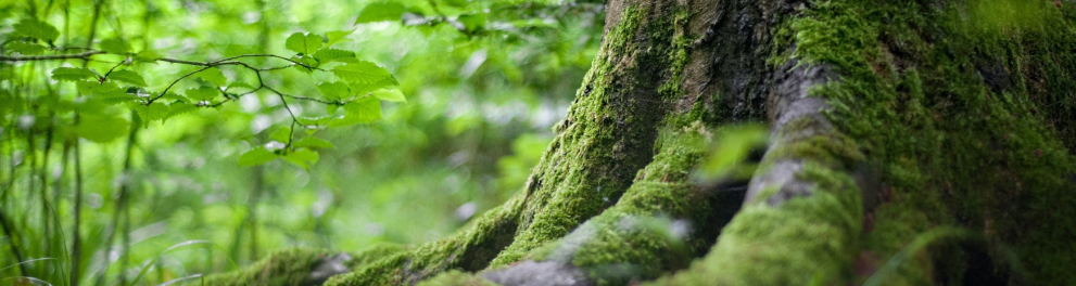 A imagem mostra uma árvore da Amazônia 