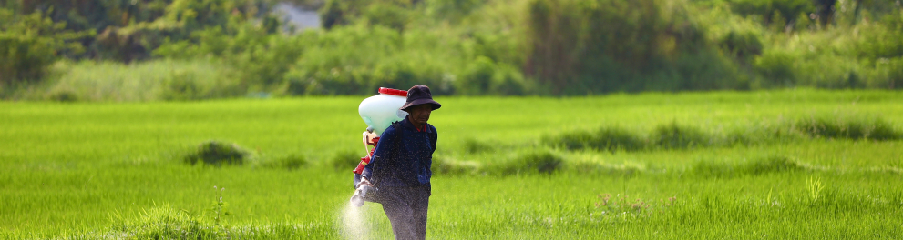 Homem jogando fertilizante em uma plantação