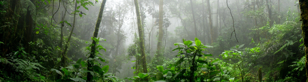 Imagem de uma floresta. Há alguma névoa no ar também.