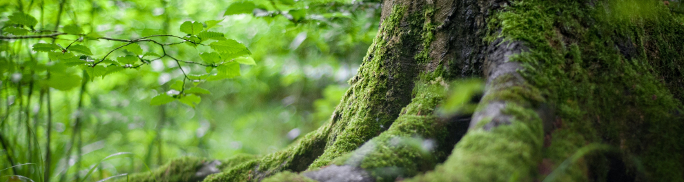 Base de uma árvore em primeiro plano. Ao fundo, folhas verdes de outras plantas.