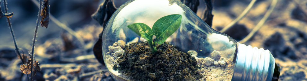 Uma planta crescendo na natureza