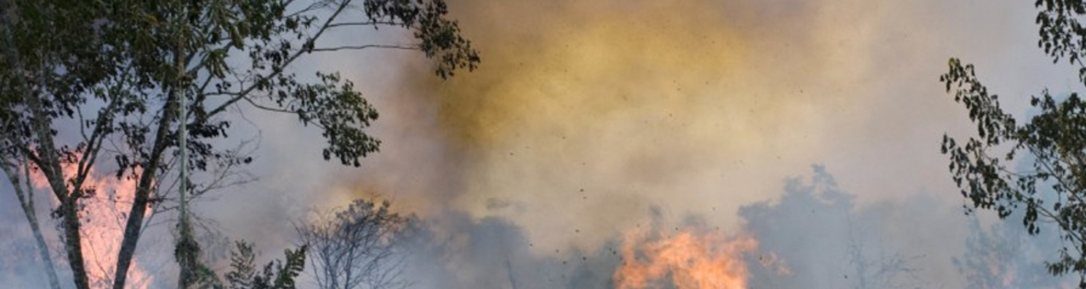Uma floresta está pegando fogo e a fumaça já toma conta de boa parte da imagem
