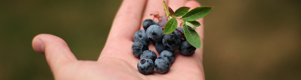 Várias blueberries estão na palma da mão esquerda de uma pessoa branca