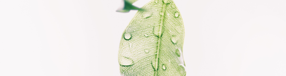 Folhas de uma planta estão em close na imagem e escorrem gostas d'água pelas folhas verdes