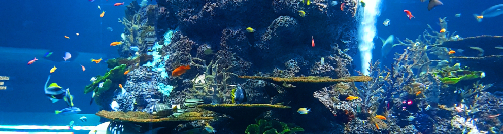 Imagem aquática de vários peixes, plânctons e algas nadando em torno de uma rocha bem comprida