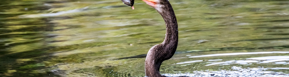 Uma ave que parece ser uma garça está quase submersa em um rio, apenas com o pescoço e cabeça para fora d'água e, em seu bico, há um peixe prateado prestes a ser devorado