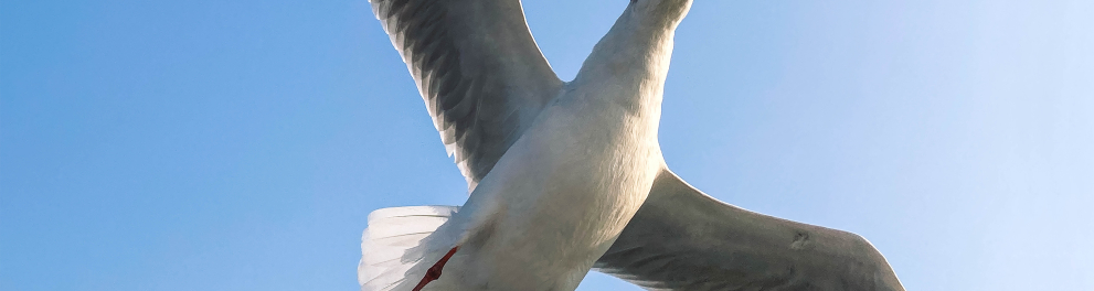 Uma gaivota planando em meio a um céu azul e prestes a pegar uma batata no ar