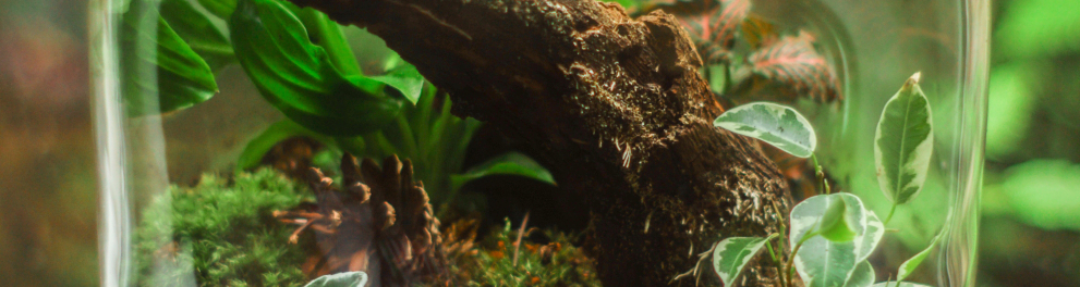 Um vaso de vidro está com terra adentro, além de um galho e plantas nascendo