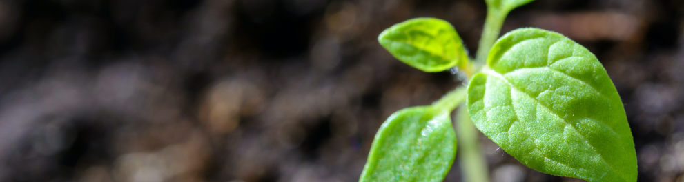 Imagem mostra uma planta
