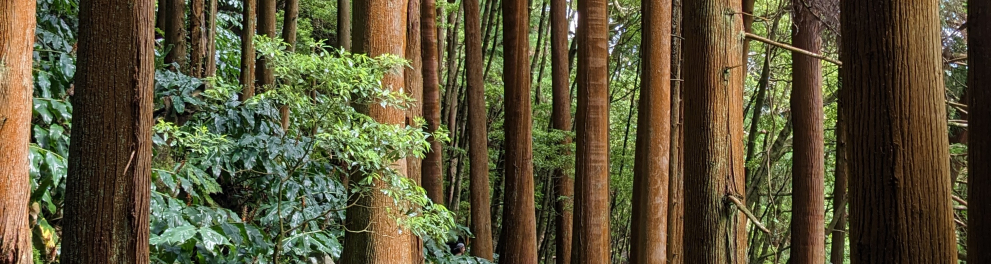 Imagem mostra plantações.