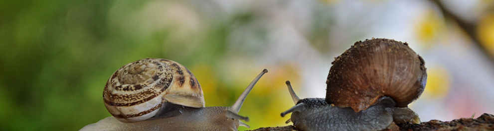 Dois caracóis estão frente a frente em um galho de árvore e de perfil para quem bateu a foto