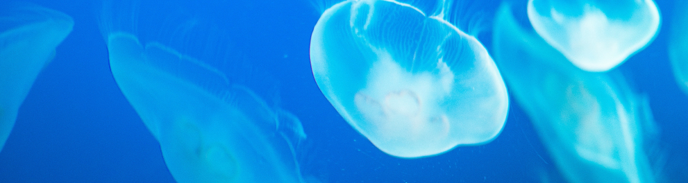 Imagem de várias águas vivas dentro do mar azul