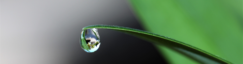 Uma gota d'água está prestes a cair da ponta de uma folha verde