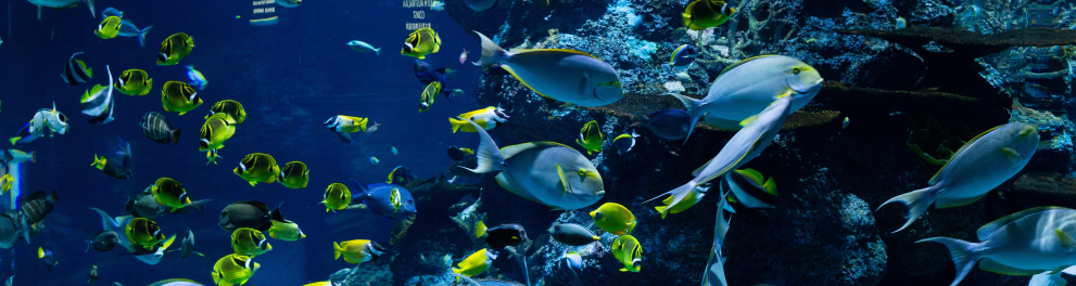 Imagem mostra um cardume de peixes