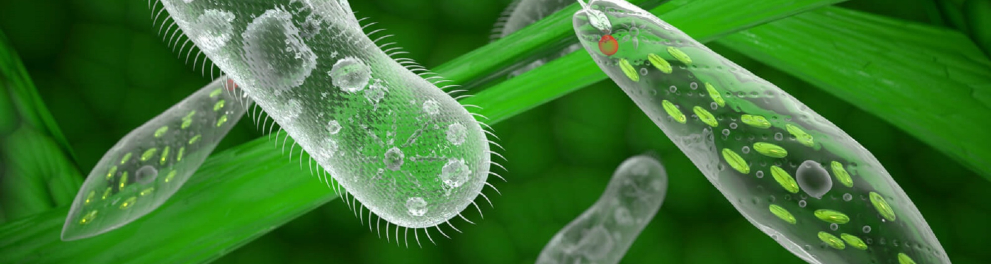 Protozoários em um fundo verde limão