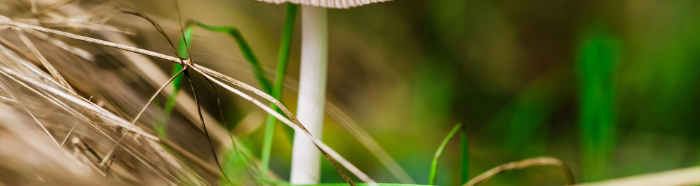 Uma joaninha está em cima de um cogumelo branco em meio à uma vegetação. A foto está em zoom no cogumelo