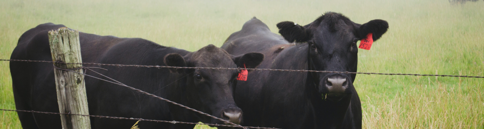 Duas vacas negras estão atrás de um cercado de arame farpado e de frente para quem bateu a foto