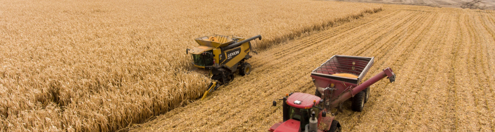 Imagem aérea de uma vasta produção de alguma vegetação, que parece ser trigo devido à cor de palha. Há dois transportes pesados cortando e recolhendo a vegetação