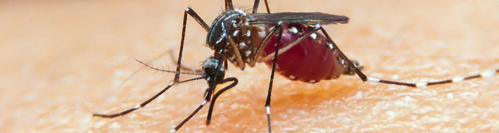 Um mosquito pousado na pele de uma pessoa branca. A imagem está em zoom no mosquito transmissor da malária