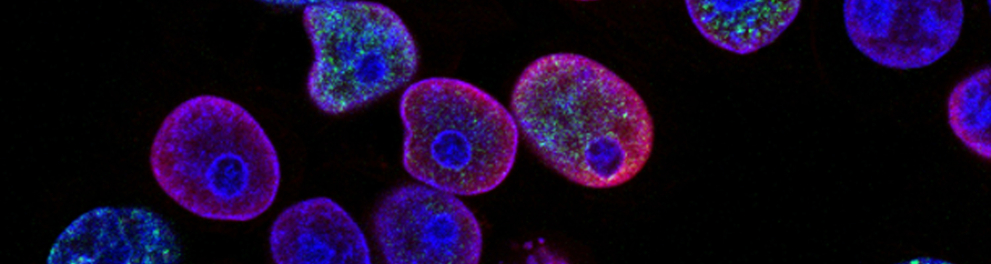Imagem microscópica de células