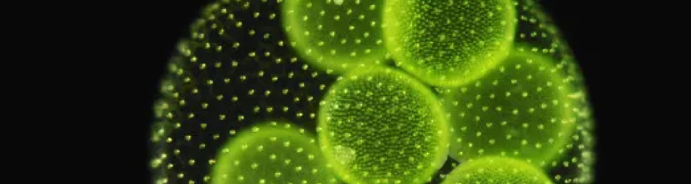 Uma imagem que parece ser uma visão microscópica de algum vírus