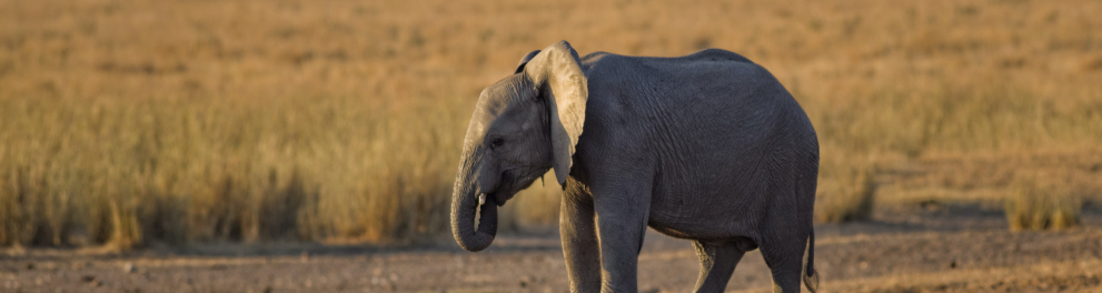 Um bebê elefante de perfil para quem batei a foto em meio a um campo aberto