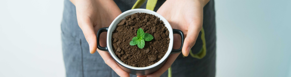 Uma pessoa segurando um vaso com uma muda de planta