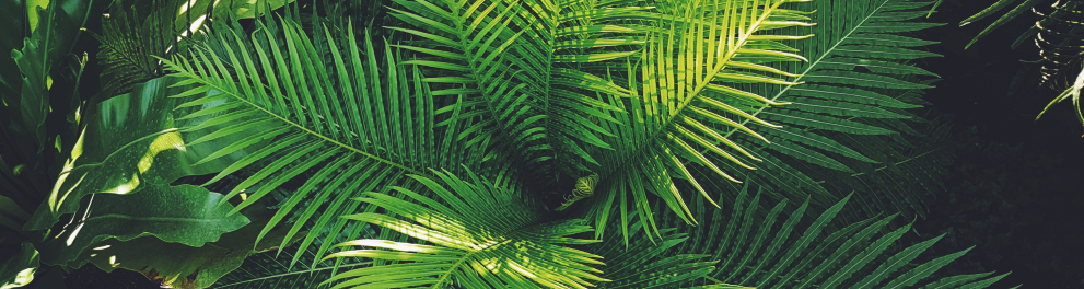 Uma planta verde com folhas imensas. Parece um tipo de samambaia