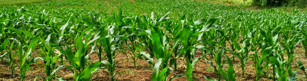 Vasto espaço rural com uma plantação verde enorme
