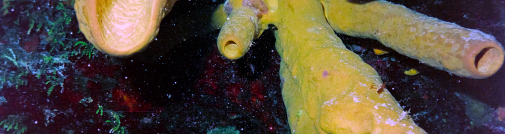 Imagem de uma esponja do mar 