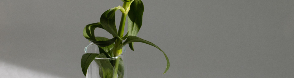 Pequenas flores vermelhas com um caule verde e bem comprido dentro de um copo com água