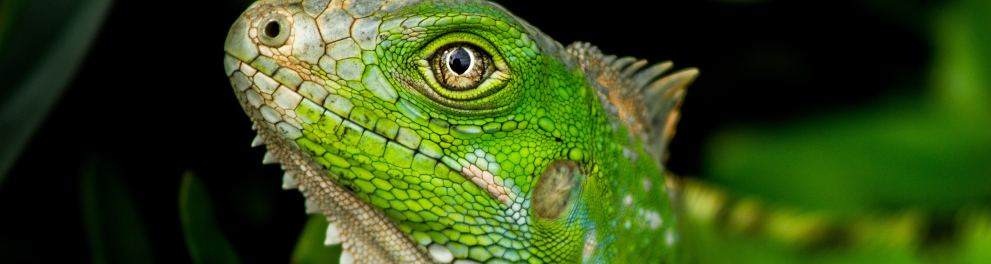 Uma imagem closada em uma iguana com tom de verde belíssimo