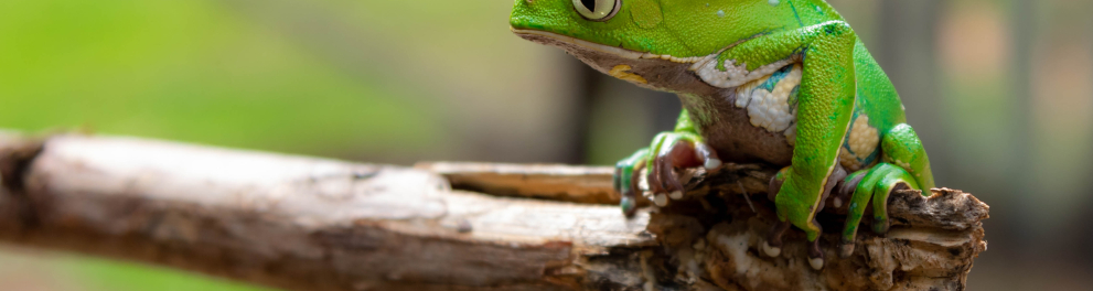 Uma perereca verde está sobre um galho de perfil para quem bateu a foto