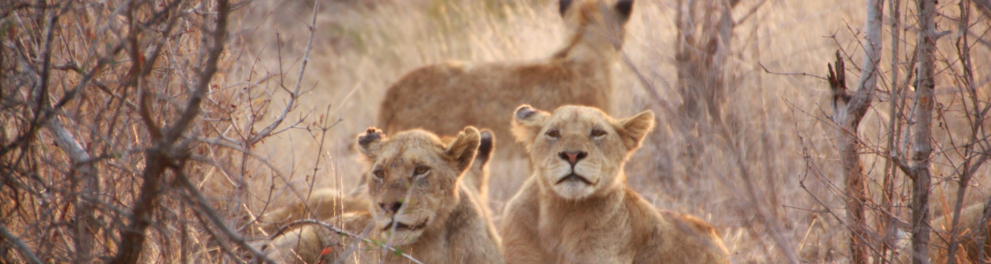 Duas leoas estão deitadas em uma savana de frente para quem bateu a foto