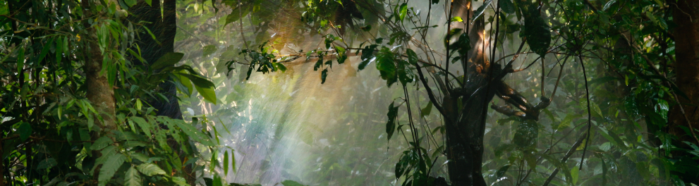 Imagem do interior de uma floresta, com muitas plantas e árvores à vista