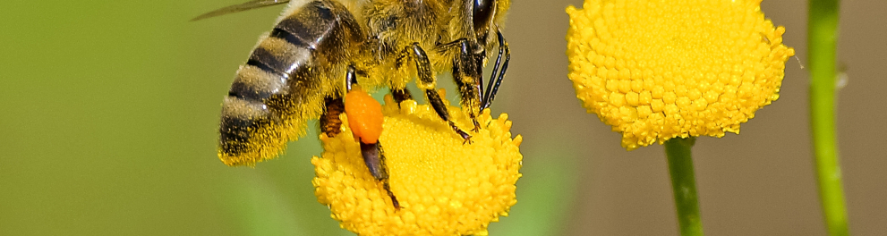 Uma abelha em cima de flor amarela